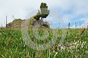 Lonely stone cliff with a cedar tree on the top. Dryas grows on foreground