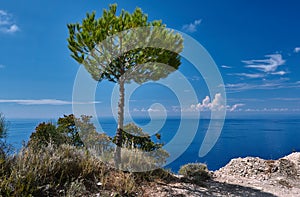 Lonely stone pine on the shores of the Ionian Sea