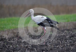 Lonely stork wanders on the edge of the village