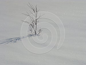 Lonely stranded tree in glittering snow covered landscape