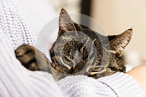 lonely stray cat in human arms feeling beloved