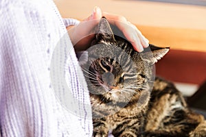 lonely stray cat in human arms feeling beloved