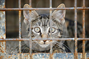 Lonely stray cat in shelter cage abandoned feline behind rusty bars, seeking care