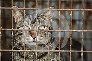 Lonely stray cat in shelter cage abandoned feline behind rusty bars, seeking care and food