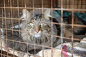 Lonely stray cat in shelter cage abandoned feline behind rusty bars, seeking home and care