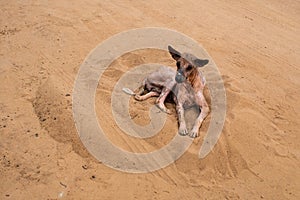 A lonely stray dog in the sand in Bhubaneswar, India