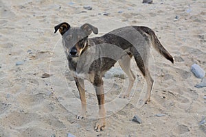 Lonely stray dog on sandy beach. Homeless pet