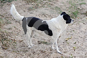 Lonely stray dog on sandy beach. Homeless pet