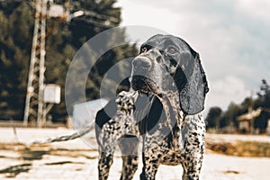 A Lonely Stray: Emotional Black and White Photo of a Spotted Village Dog