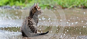 Lonely stray kitten in rain pet rescue and adoption for homeless cats in need of help