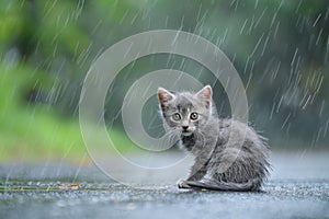 Lonely stray kitten seeking shelter pet rescue and adoption amidst rainy street scene