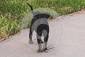 A lonely stray puppy dog with sad eyes is lying on the grass and waiting for its owner. Hungry friend in the park