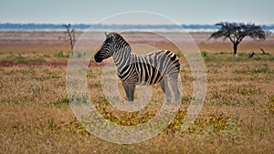 Lonely striped plains zebra standing on a colorful meadow with acacia tree in Etosha National Park, Namibia, Africa.