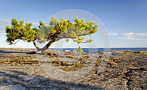 Lonely stunted pine tree photo