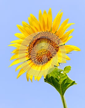 Lonely sunflower