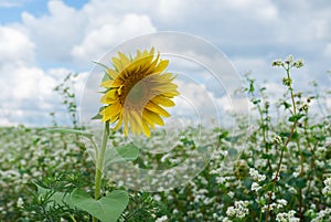 Lonely sunflower