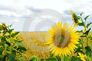 Lonely Sunflowers in a field of wheat on a summer day