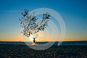 Lonely sunset tree #2