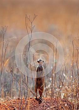 A lonely suricate, guarding the troop.