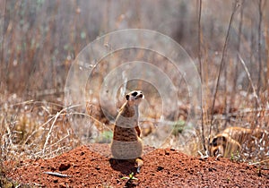 A lonely suricate, guarding the troop.