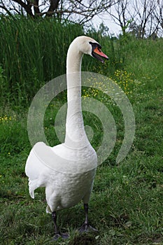 Lonely swan by the lake