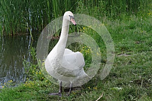 Lonely swan by the lake