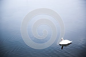 Lonely Swan at a lake