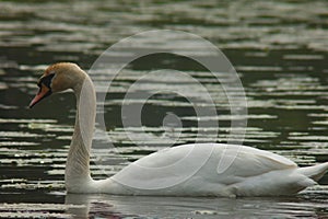 Lonely swan swimming on a lake