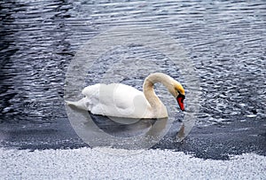 Lonely swan swimming in river