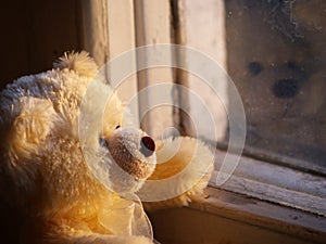 Lonely Teddy Bear photo