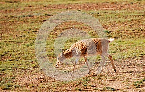 Lonely Tibetan Antelope