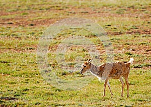 Lonely Tibetan Antelope