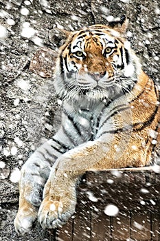 Lonely tiger at winter