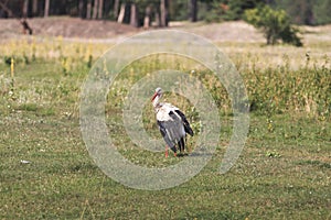 Lonely tired stork in the field