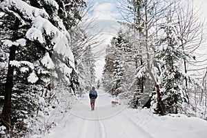 Lonely tourist with dog walking at road of snow forest.