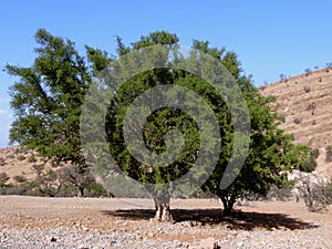 Einsam ein Baum 