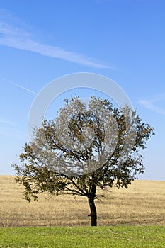 Solitario un albero 