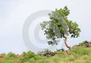 Osamelý strom 