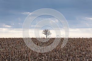 Lonely tree