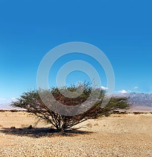 Lonely tree