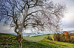 Lonely tree