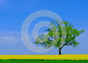 Lonely tree