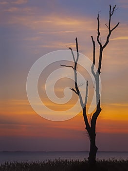 A Lonely Tree