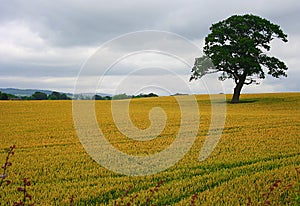 Lonely tree