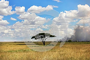 Lonely tree in the African savanna