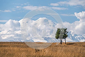 Lonely tree against the backdrop of Mount Elbrus. Snowy peak of Mount Elbrus. Road to Dzhyly Su. Caucasus mountains. Jilly-Su