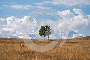 Lonely tree against the backdrop of Mount Elbrus. Snowy peak of Mount Elbrus. Road to Dzhyly Su. Caucasus mountains. Jilly-Su