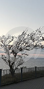 A lonely tree against the background of the cold gray sea and sky. A symbolic picture of loneliness, sadness, longing.