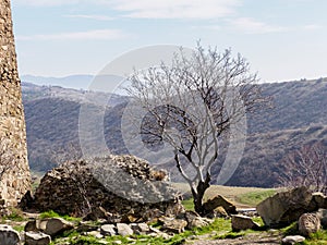 A lonely tree against the background of the mountains