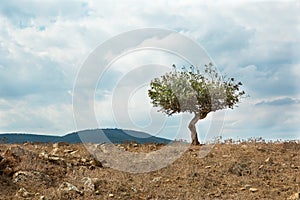 Lonely tree against the background of sky